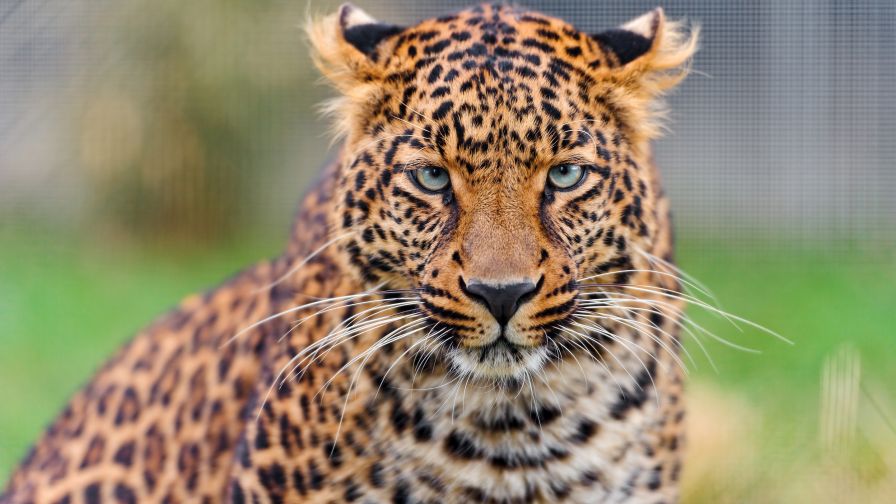 3D HD Leopard Wallpaper for Desktop and Mobiles