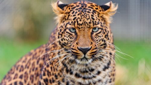 3D HD Leopard Wallpaper for Desktop and Mobiles