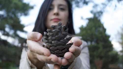 A Girl Holding a Pine Cone
