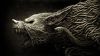 A114 Demonic Hound of Vines Black&White HD Wallpaper