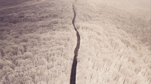 Aerial view of a snowy forest HD Wallpaper