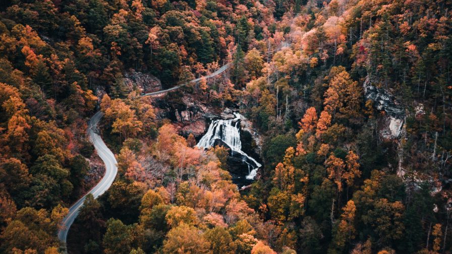 Aerial view of trees HD Wallpaper