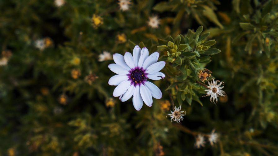 African daisy HD Wallpaper