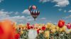 Air ballons over a field of tulips HD Wallpaper