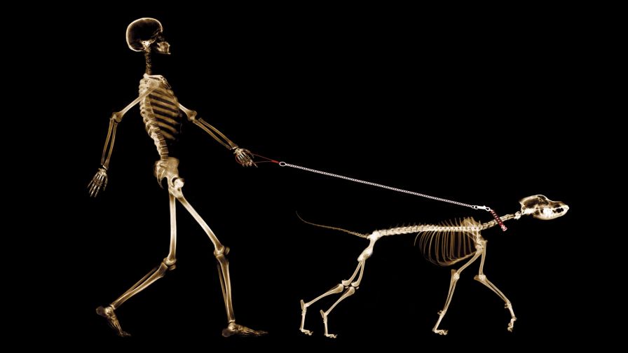 Animal X-Ray HD Wallpaper