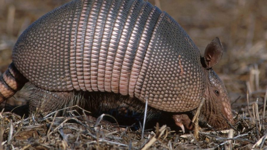 Armadillo HD Wallpaper