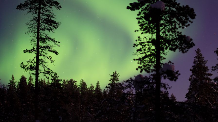 Aurora over a forest HD Wallpaper