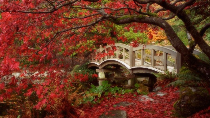 Autumn in Japan HD Wallpaper