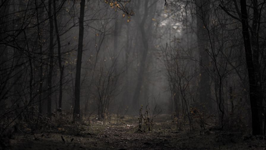 Autumn in the forest HD Wallpaper