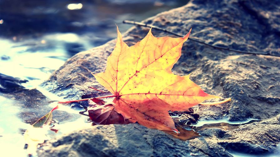 Autumn leaves HD Wallpaper