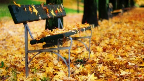 Autumn Leaves On A Park Bench HD Wallpaper