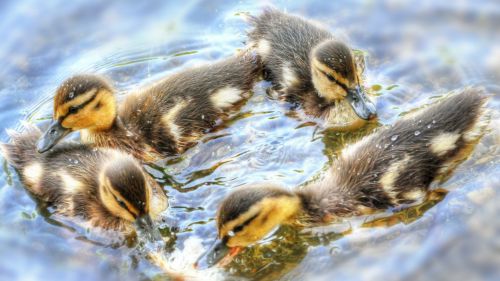 Baby Ducks HD Wallpaper