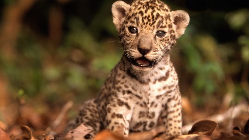 Baby Jaguar HD Wallpaper