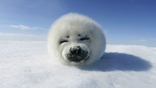 Baby Seal HD Wallpaper