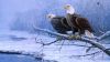 Bald Eagle Covered in Snow HD Wallpaper
