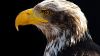 Bald Eagle's Portrait HD Wallpaper