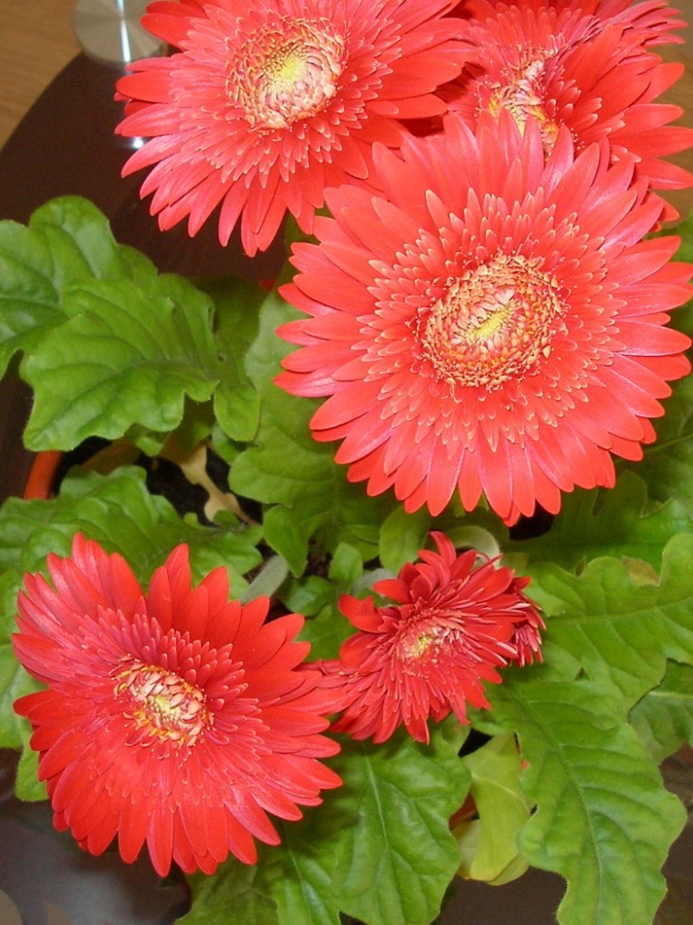 Barberton Daisy HD Wallpaper Non-retina iPad - HD Wallpaper ...