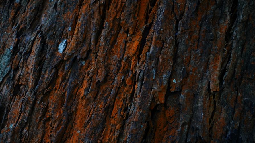 Bark of tree HD Wallpaper