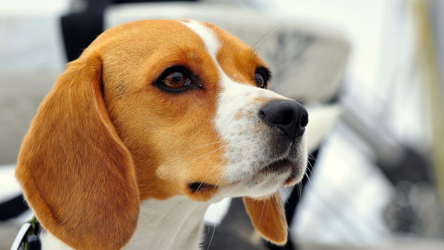 Beagle HD Wallpaper