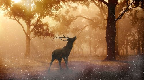 Beautiful Fallow Deer in Forest Autumn Wallpaper