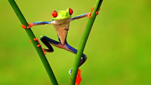 Beautiful Frog HD Wallpaper