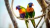 Beautiful Green & colorful Parrots Wallpaper