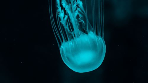 Beautiful jellyfish at the botom of the sea HD Wallpaper