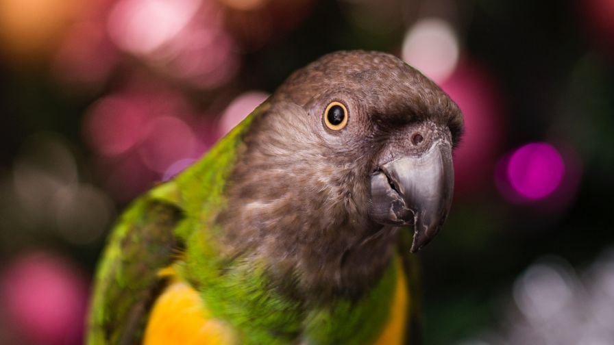 Beautiful parrot HD Wallpaper