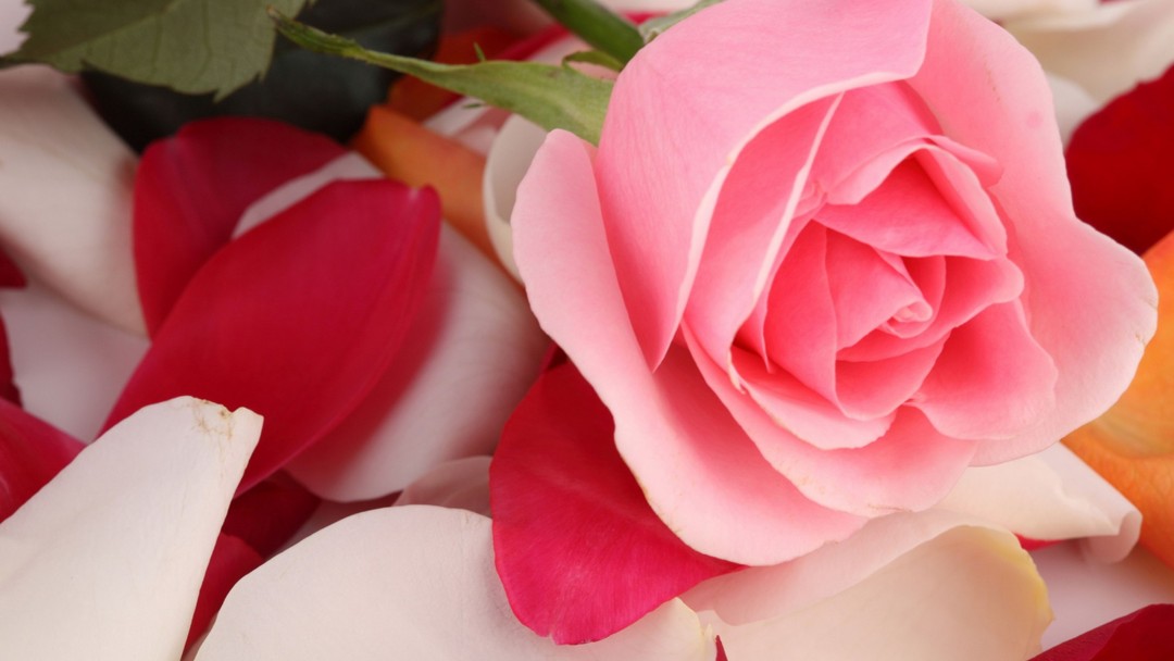 Beautiful Rose Flower Wallpaper for Desktop and Mobiles