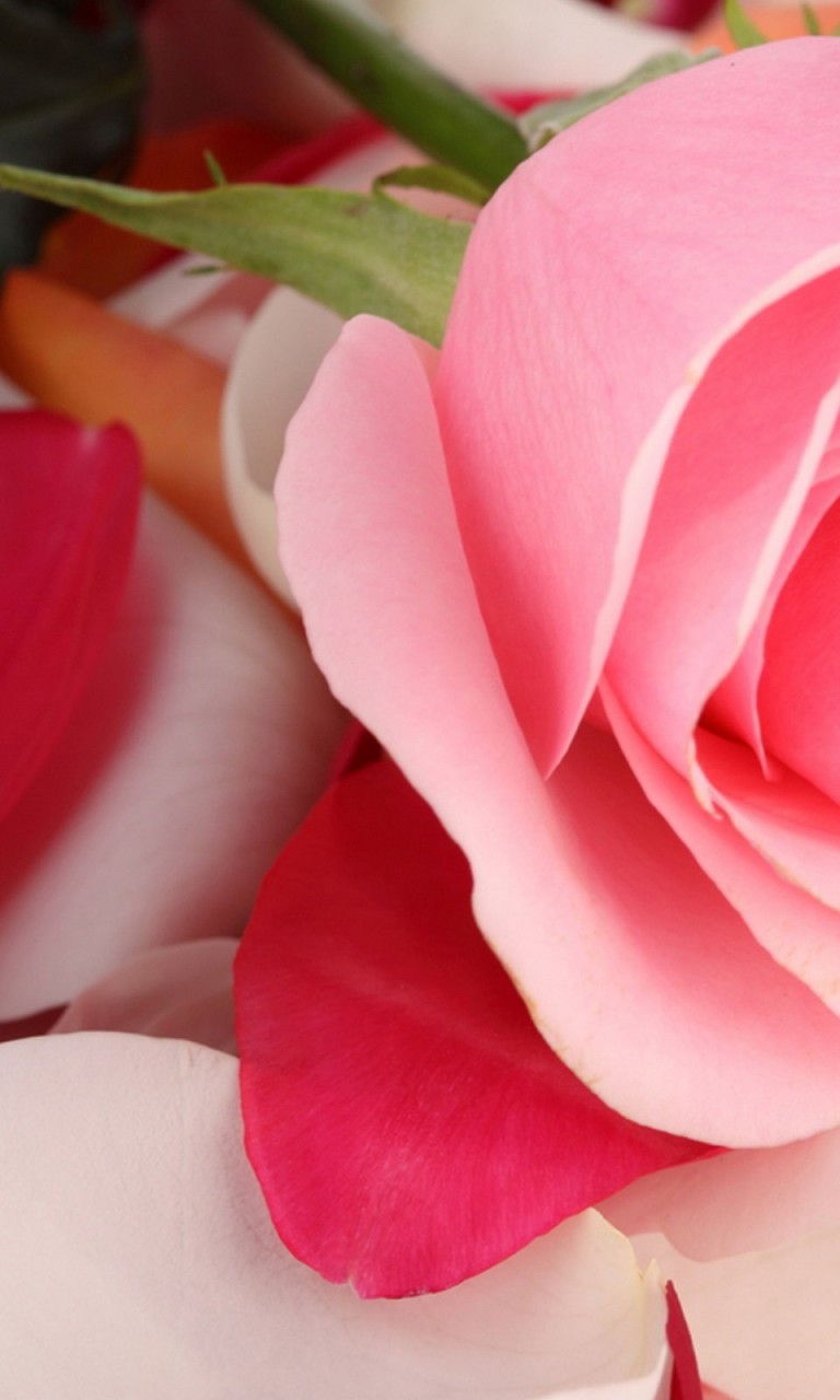 Beautiful Rose Flower Wallpaper for Desktop and Mobiles