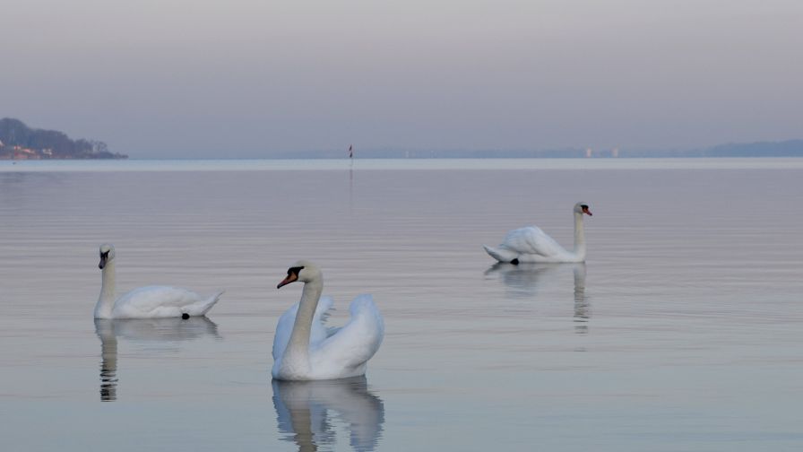 Beautiful swans HD Wallpaper