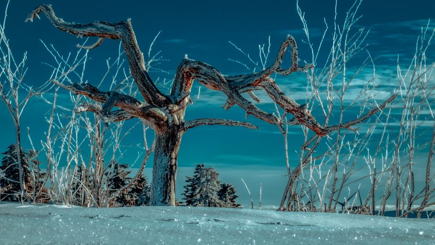 Beautiful wintery day HD Wallpaper