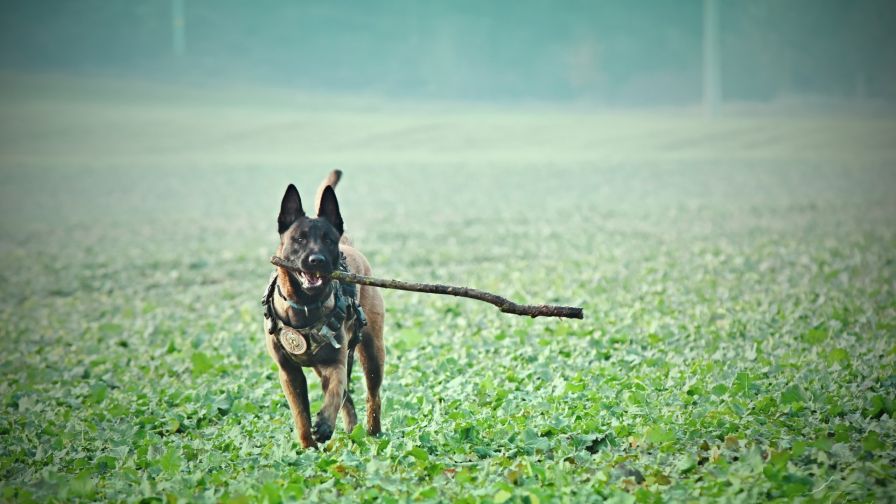 Belgian Malinois HD Wallpaper