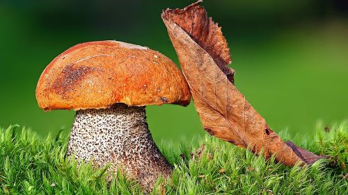 Big mushroom and an Autumn leaf HD Wallpaper
