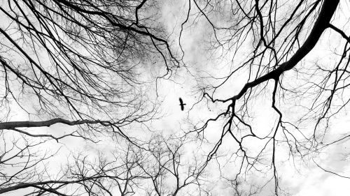 Bird flying through the trees HD Wallpaper