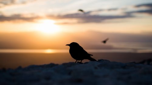 Bird silhouette at the sunset HD Wallpaper