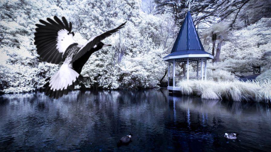 Bird Soaring Towards a Gazebo