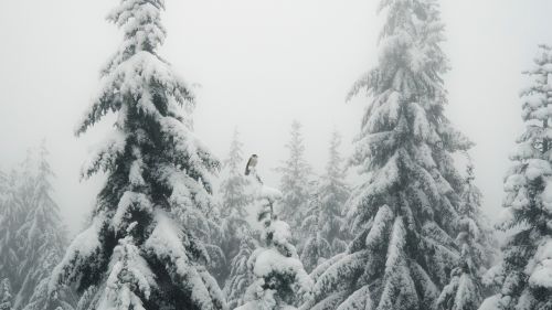 Bird standing at a snowy tree HD Wallpaper