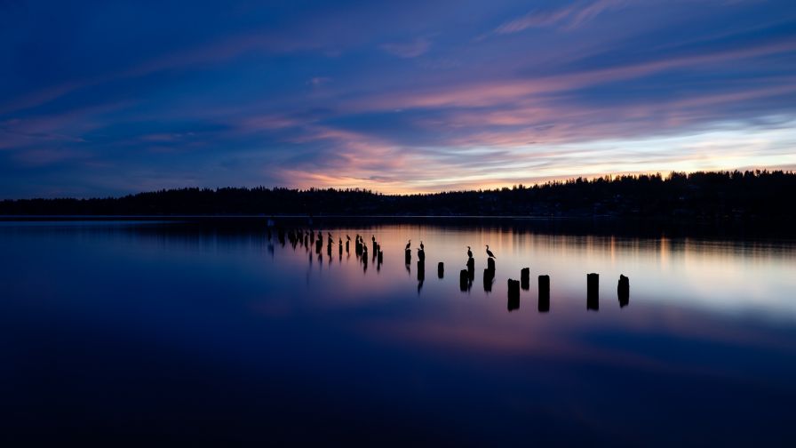 Birds silhouettes at a lake HD Wallpaper