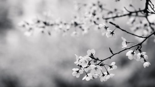 Black and White Blossoms