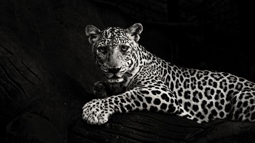 Black and white jaguar HD Wallpaper