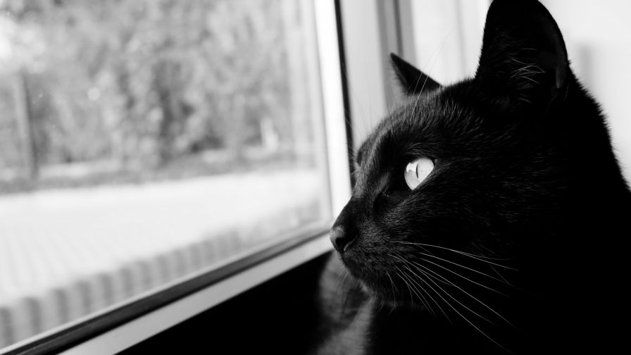 Black cat starring at the window HD Wallpaper