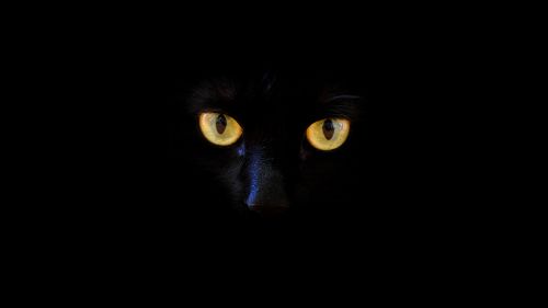 Black cat's eyes HD Wallpaper