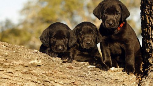Black Labrador Retriever Puppies Wallpaper for Desktop and Mobiles
