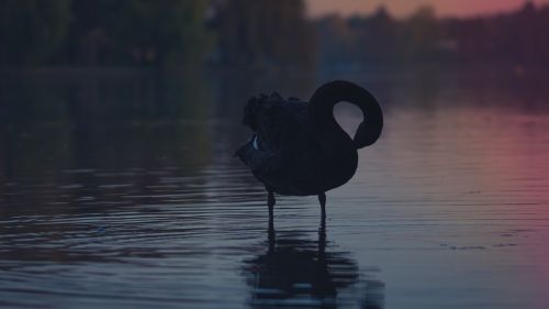 Wallpapers tagged with: black swan wallpaper 