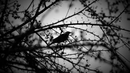 Black And White Bird And Tress Wallpaper for Desktop and Mobiles