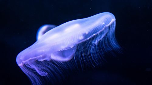 Blue colored jellyfish HD Wallpaper