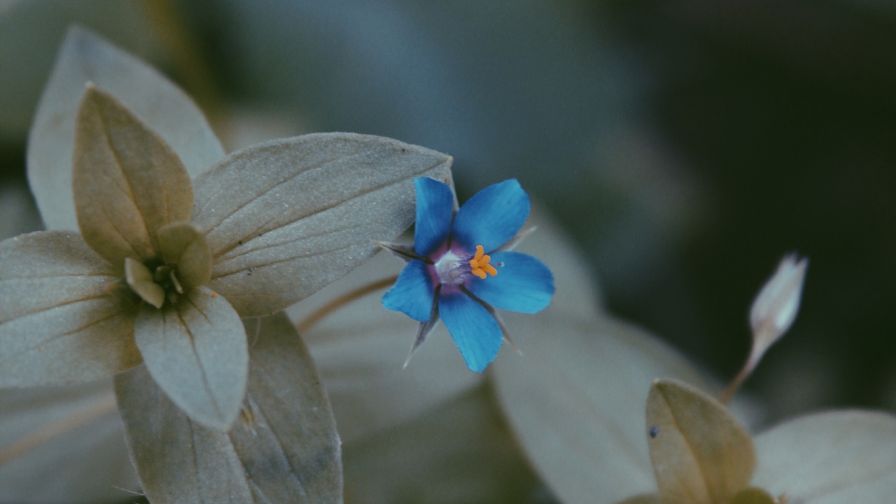 Blue flower pedals HD Wallpaper