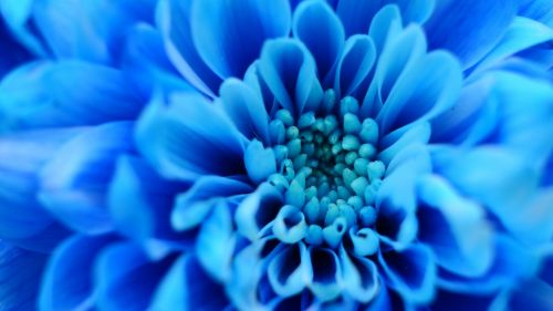 Blue flower petals HD Wallpaper