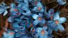 Blue flowers HD Wallpaper available in different dimensions